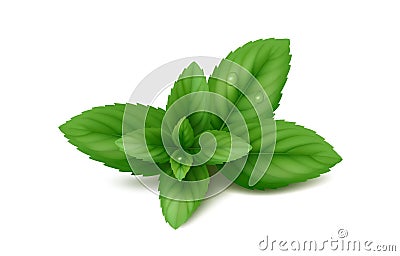 Fresh sprig of peppermint isolated on a white background Vector Illustration